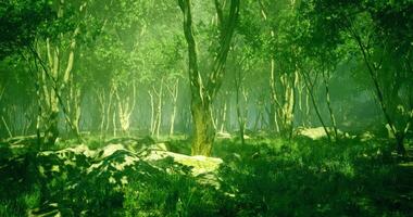 CGI Lush green forest with sunlight filtering through trees in a serene setting video