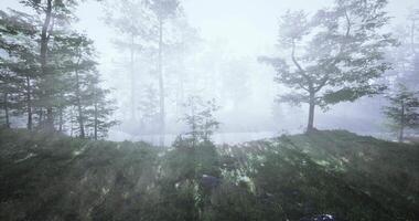 Impressive CGI Misty forest landscape with sunlight filtering through trees at dawn video