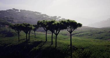 Surreal CGI of a forest view video