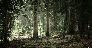 CGI Lush green forest with sunlight filtering through dense foliage video