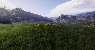 CGI of a forest and sky in one frame video