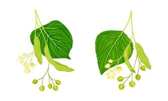 Twig of Linden or Tilia Cordata Blossom with Small Yellow Flower Clusters and Fruit Drupe Set vector