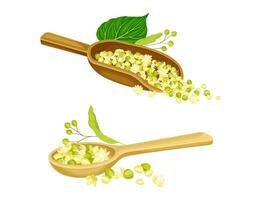 Linden or Tilia Cordata Blossom in Wooden Scoop and Spoon Set vector