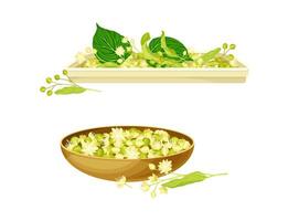 Linden or Tilia Cordata Blossom and Dry Buds Rested in Bowl Set vector