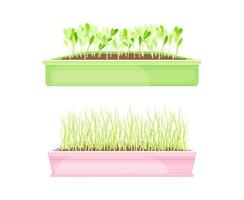 Microgreens in boxes set. Organic herb plants for healthy nutrition illustration vector