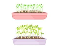 Microgreens in boxes set. Organic sprouted edible herb plants for healthy nutrition illustration vector