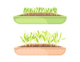 Microgreens in boxes set. Organic sprouted edible herbs for healthy nutrition, vegetarian superfood illustration vector