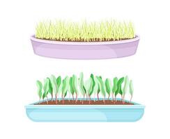Potted microgreens set. Sprouted edible herbs for healthy nutrition in boxes, vegetarian superfood illustration vector