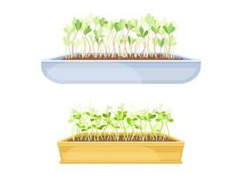 Edible potted microgreens in eco boxes set. Sprouted herbs for healthy nutrition, vegetarian superfood illustration vector