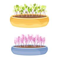 Edible fresh microgreens in boxes set. Herb sprouts for healthy diet, vegetarian superfood illustration vector