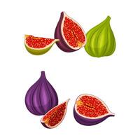 Fig tropical fruit set. Whole and sliced ripe fruit for healthy diet illustration vector
