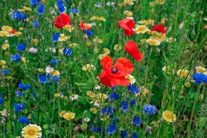 A Vibrant and Colorful Wildflower Meadow That is Thriving in Full Bloom and Radiant Beauty photo