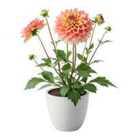 Peach dahlia plant in white pot isolated on transparent background png