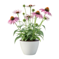 Potted echinacea flowers isolated on transparent background png