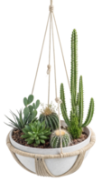 Hanging planter with assorted cacti and succulents isolated on transparent background png