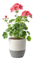 Pink geranium plant in gray and white pot isolated on transparent background png