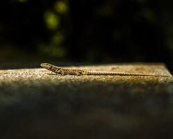 lizard on a rock photo