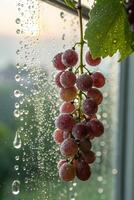 Close-up of a bunch of red grapes covered in water droplets. photo