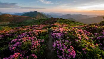 Spring Landscape of Blooming Pink Azaleas on a Mountain at Sunrise, an Inspirational Nature Background photo