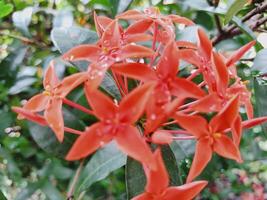 Vibrant orange red Ixora flower cluster with dewdrops, sharply focused against a blurred green foliage background, creating a soft, natural contrast and beautiful shallow depth of field. photo