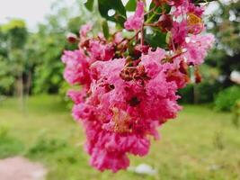 Vibrant pink flower cluster covered in water droplets after rain, set against a soft blurred green foliage background. Ideal for nature, freshness, spring, and floral themed visuals. photo