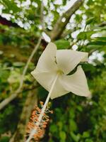 White hibiscus in bloom, photographed from below, featuring striking petals and stamen detail, framed by a smooth green and brown forest backdrop. photo
