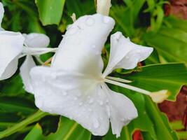 White butterfly lily adorned with raindrops, set against lush green foliage. Perfect for themes of purity, fragrance, and tropical flowers. photo