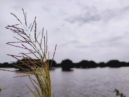 Slender grass with seed heads by a calm lakeside. Overcast sky reflects on water, with distant trees in silhouette. A peaceful and natural wetland scene. photo