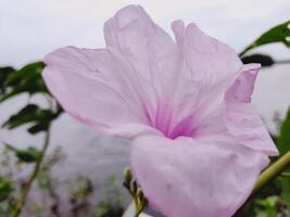 A light purple trumpet shaped flower with a dark pink center, set against blurred green foliage and a calm river under an overcast sky. A peaceful and serene natural scene, perfect for nature themes. photo