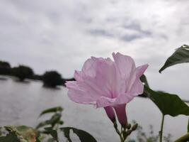 Light pink morning glory flower with delicate petals unfurling, set against a cloudy sky and calm water. A peaceful outdoor scene near a lake or river with distant trees in the background. photo