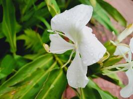 White Ginger Lily flower with water droplets, set against lush green foliage. Sharp focus on delicate petals and glistening dew, ideal for nature, freshness, rain, and tropical themes. photo