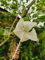 A white hibiscus flower captured from a low angle, showcasing its delicate petals and long stamen with orange anthers, set against a soft, green, naturally blurred background. photo