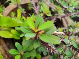 Green leaves with reddish centers growing on a thorny stem. Sharp thorns are clearly visible, set against a softly blurred background featuring foliage and a terracotta pot. photo