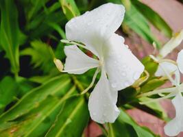 Fresh white Hedychium coronarium bloom covered in raindrops, set against lush green background. Ideal for nature, rain, purity, and floral themes. photo