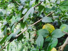 Green shrub branches with glossy leaves, including one yellowing leaf. Natural, vibrant foliage with shallow depth of field, ideal for nature, environment, and plant health themes. photo