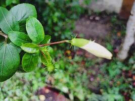 A plant branch with green leaves and a long pale white flower bud, alongside a smaller green bud. Soft blurred background of foliage and earth, ideal for nature, growth, and botanical themes. photo