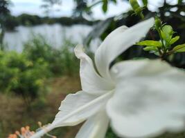 Shallow depth of field photo of a white hibiscus flower with delicate petals, set against a blurred background of calm water and lush green vegetation. Ideal for nature and floral themes.