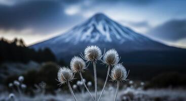 Frosted dry thistle plants in foreground with majestic snow capped mountain peak under dramatic sky photo