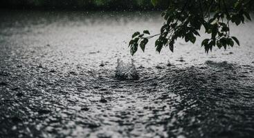 Heavy rain splashing on dark water surface with tree branch and leaves photo