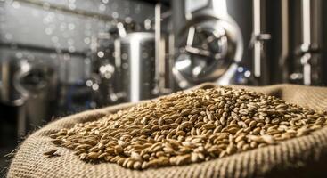 Golden malted barley grains in burlap sack at a craft brewery photo