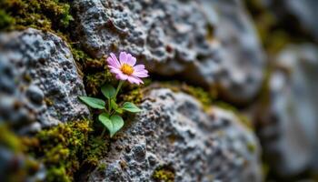 close up view of a flower growing on an ancient stone wall with mossy textures all around. photo
