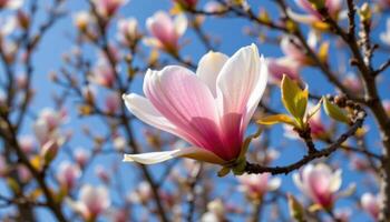 close up view of a magnolia blossom opening gently against a clear spring sky background. photo
