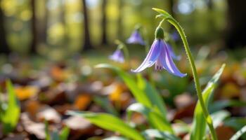 close up view of a delicate bluebell hanging gracefully in a shaded woodland glade. photo