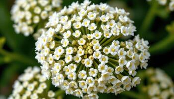 close up view of a yarrow flower cluster composed of hundreds of miniature white blossoms. photo