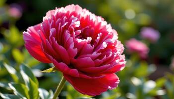 close up view of a crimson peony bursting in layers of ruffled softness under warm light. photo