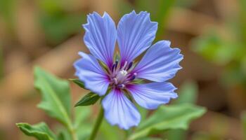 close up view of a wild chicory flower with delicate blue petals and serrated edges. photo