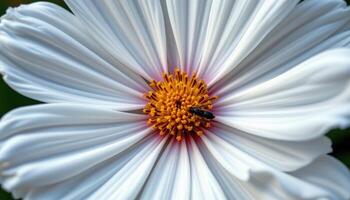 close up view of a white cosmos blossom with feathery petals gently spreading outward. photo