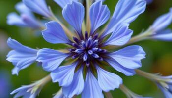 close up view of a blue flax flower with delicate overlapping petals in a circular pattern. photo