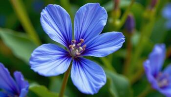 close up view of a spring gentian flower with intense blue tones and sharply defined petals. photo