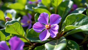 close up view of a periwinkle flower nestled among glossy green leaves under diffused sunlight. photo